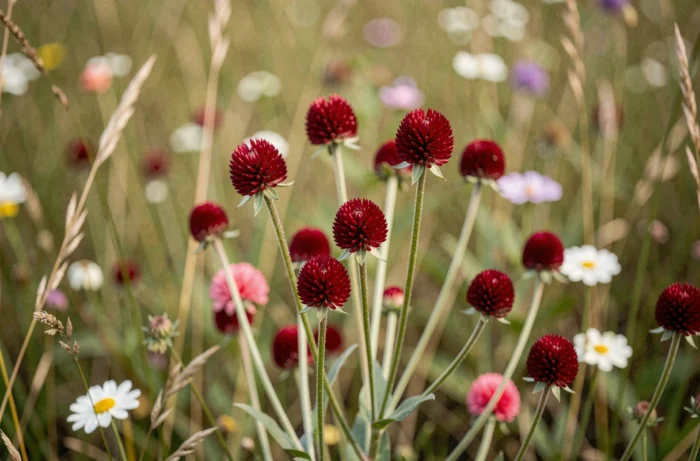Knautia macedonica à fleurs rouge cramoisi en gros plan dans une prairie naturelle, fleur commençant par la lettre K