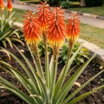 Kniphofia en fleur dans un jardin, plante à fleurs commençant par K avec épis orange et jaunes spectaculaires