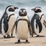 Groupe de manchots sur une plage de sable au bord de l'océan, avec plumage noir et blanc détaillé et vagues en arrière-plan flou