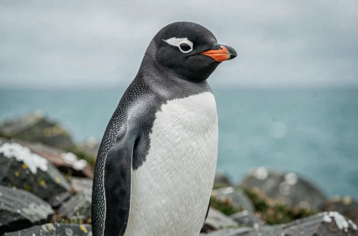 Portrait en gros plan d'un manchot Gentoo sur un rocher côtier avec l'océan turquoise en arrière-plan flou